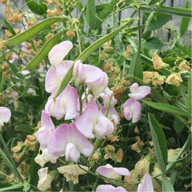 Lathyrus latifolius