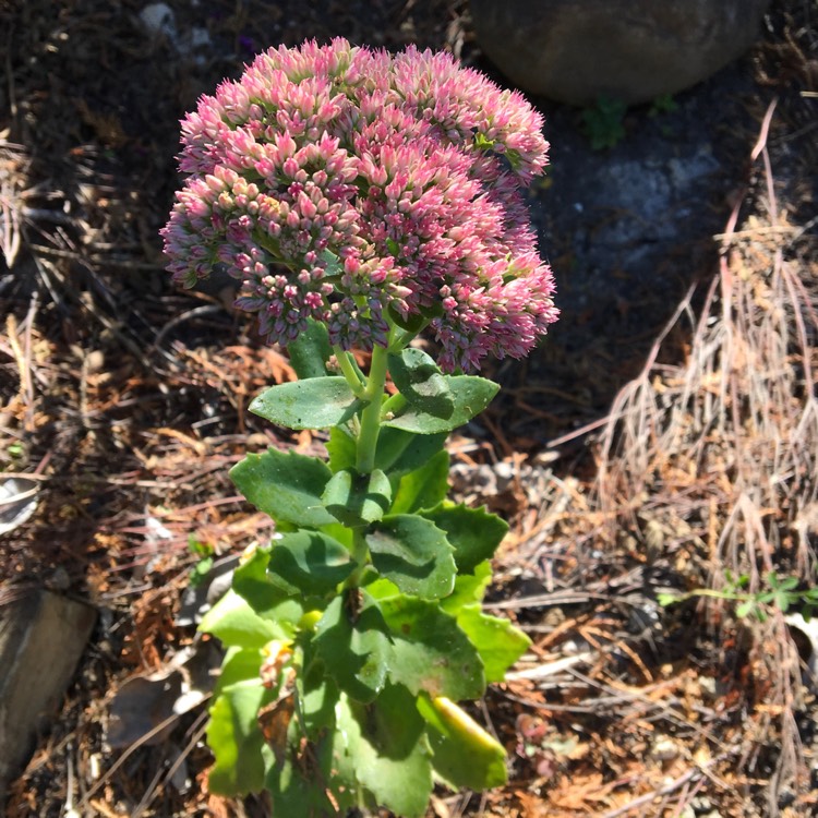 plant image 322047