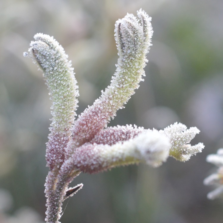 plant image 469467