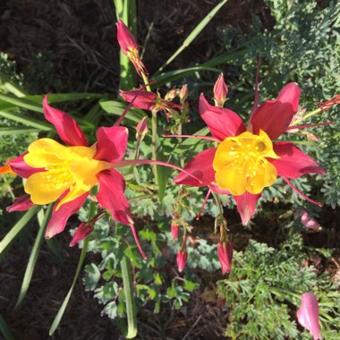 Aquilegia