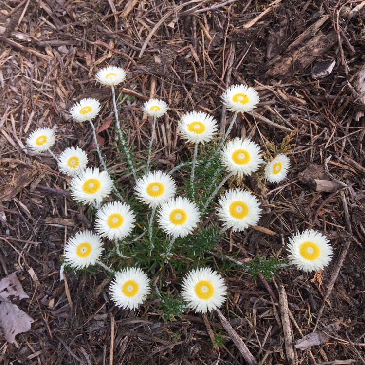 Plant image Chrysocephalum baxteri