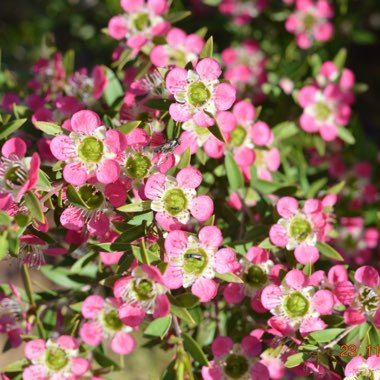 Leptospermum 'Aphrodite'