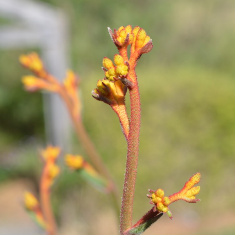 plant image 582884