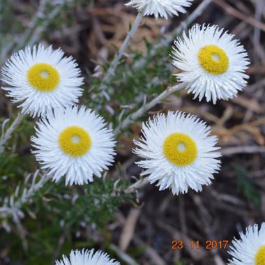 Chrysocephalum baxteri