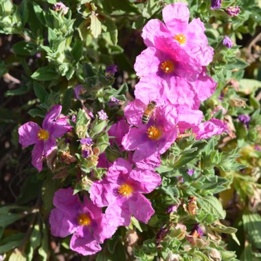 Cistus creticus