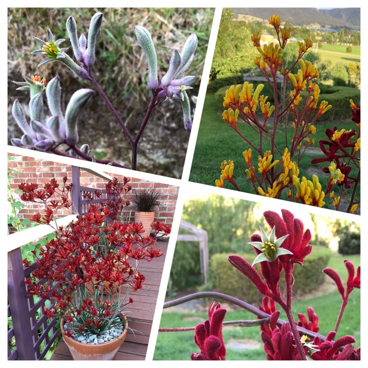 plant image 592385