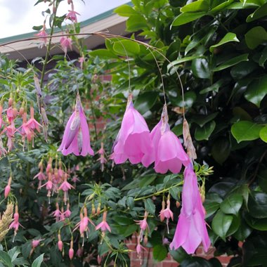 Dierama pulcherrimum