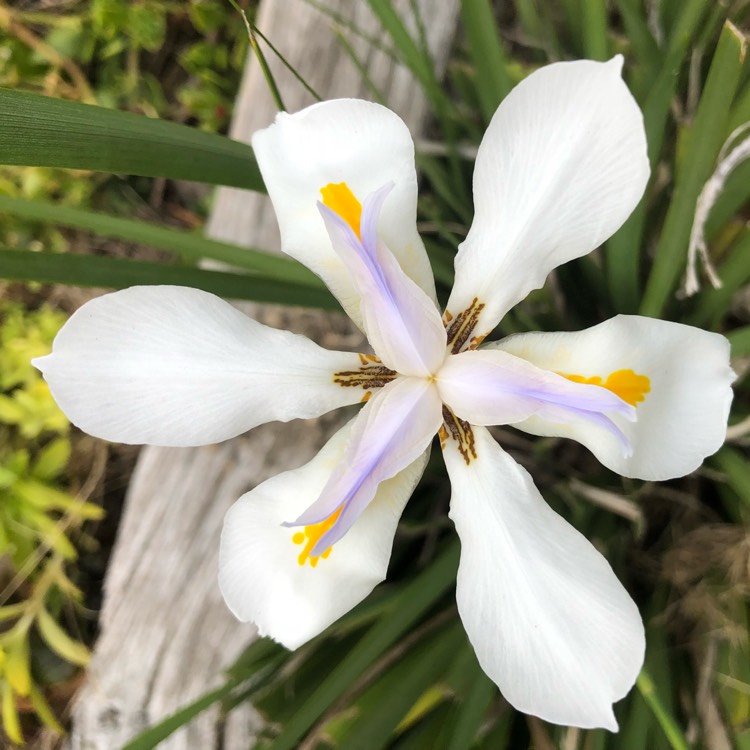 Plant image Dietes grandifolia syn. Dietes grandiflora 'Reen Lelie'