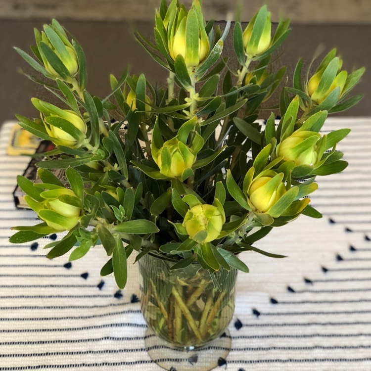 Plant image Protea
