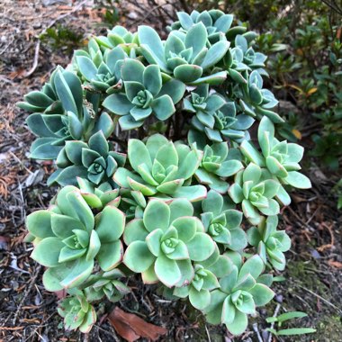 Aeonium Haworthii Dreamcolour