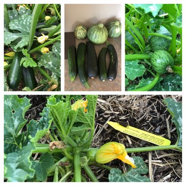 Cucurbita Pepo var. Cylindrica 'De Nice A Fruit Rond'