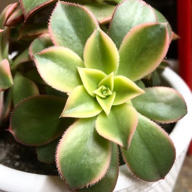 Aeonium Haworthii Dreamcolour