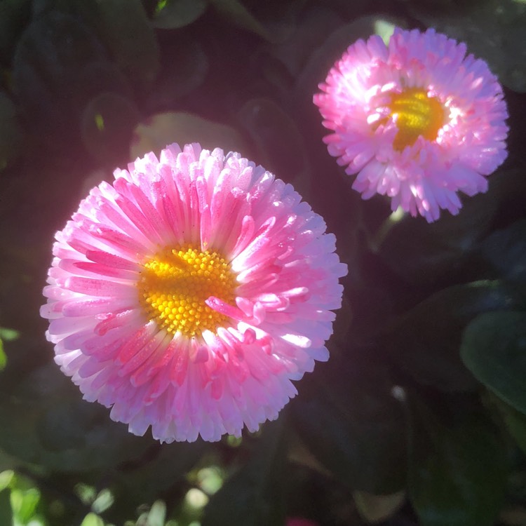 Plant image Bellis perennis Habanera