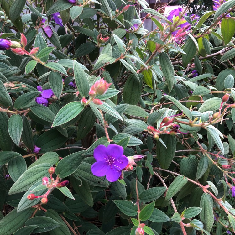 Plant image Tibouchina urvilleana