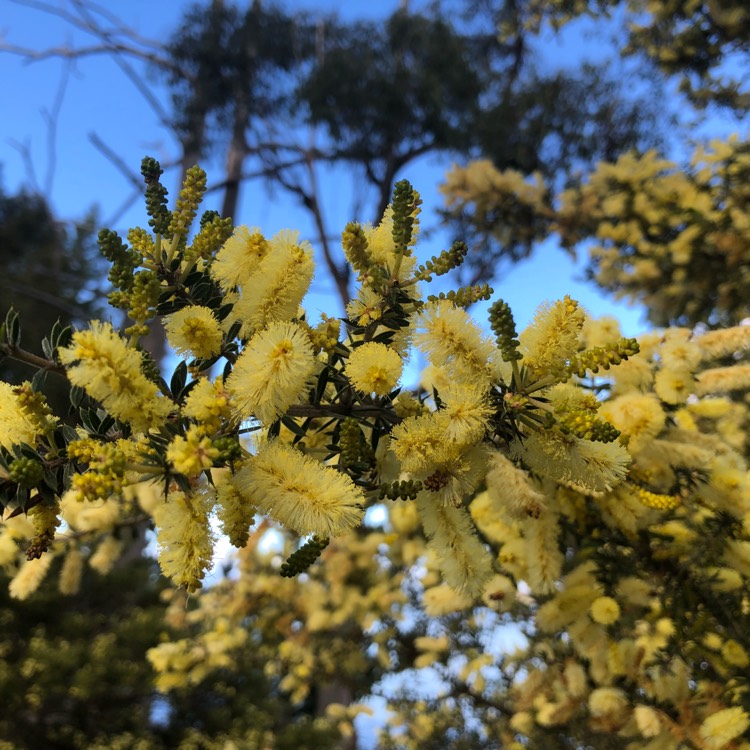 Plant image Acacia