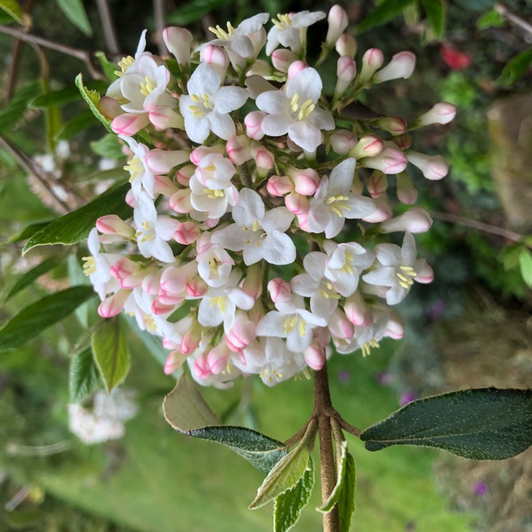Plant image Viburnum x burkwoodii 'Anne Russell'