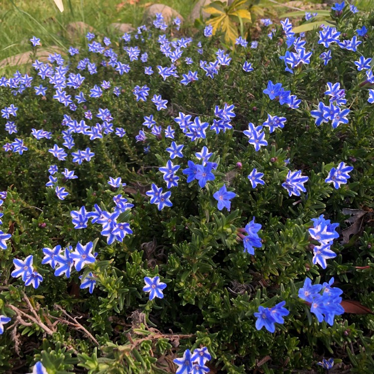 Plant image Lithodora diffusa 'Blue Star'