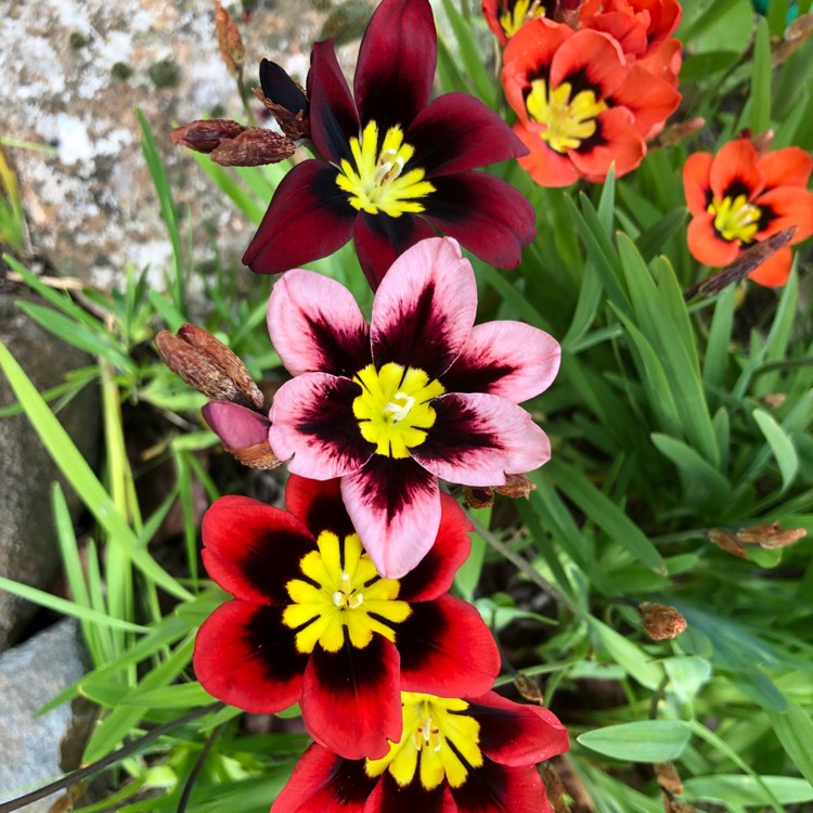 plant image 852444