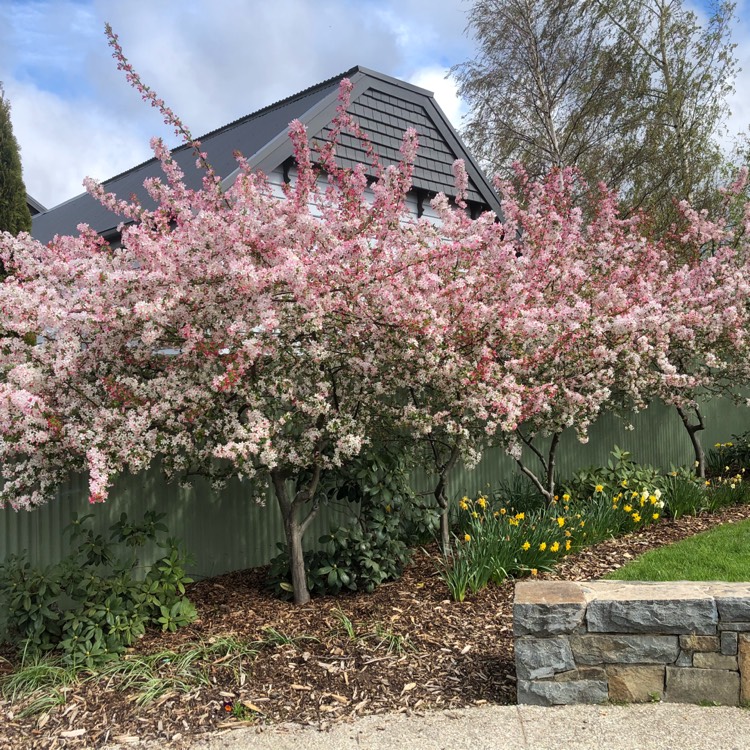 Plant image Malus x floribunda