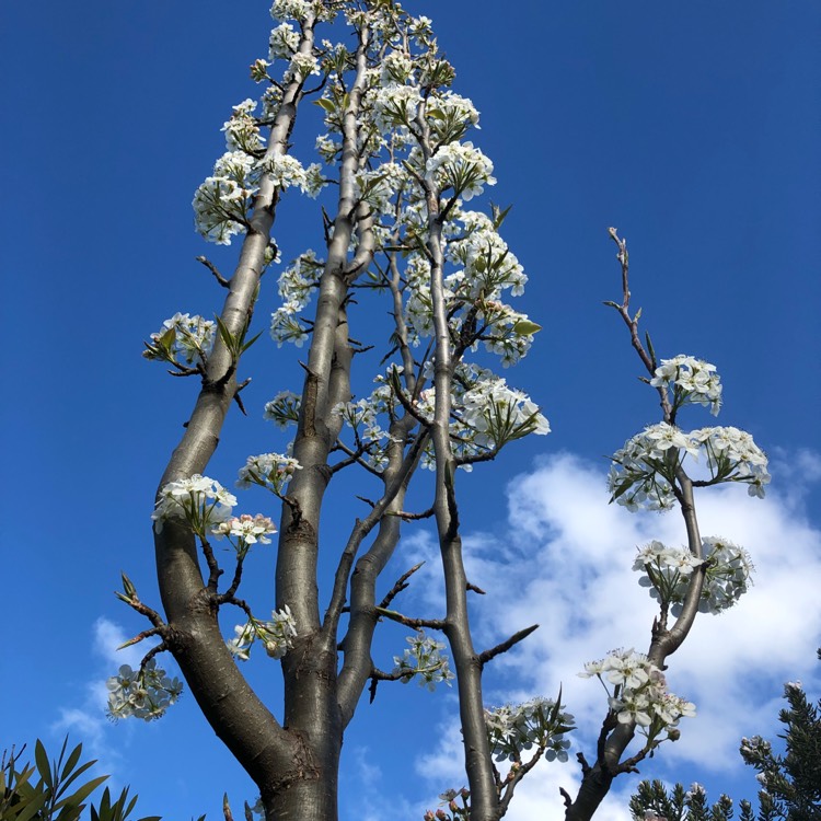 Plant image Pyrus calleryana