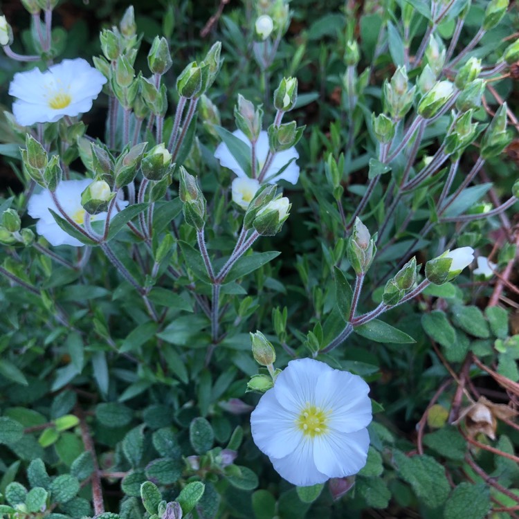 Plant image Arenaria montana 'Avalanche'