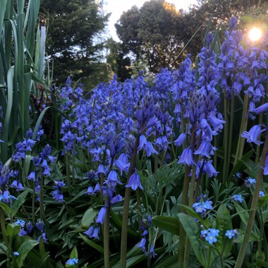 Hyacinthoides hispanica