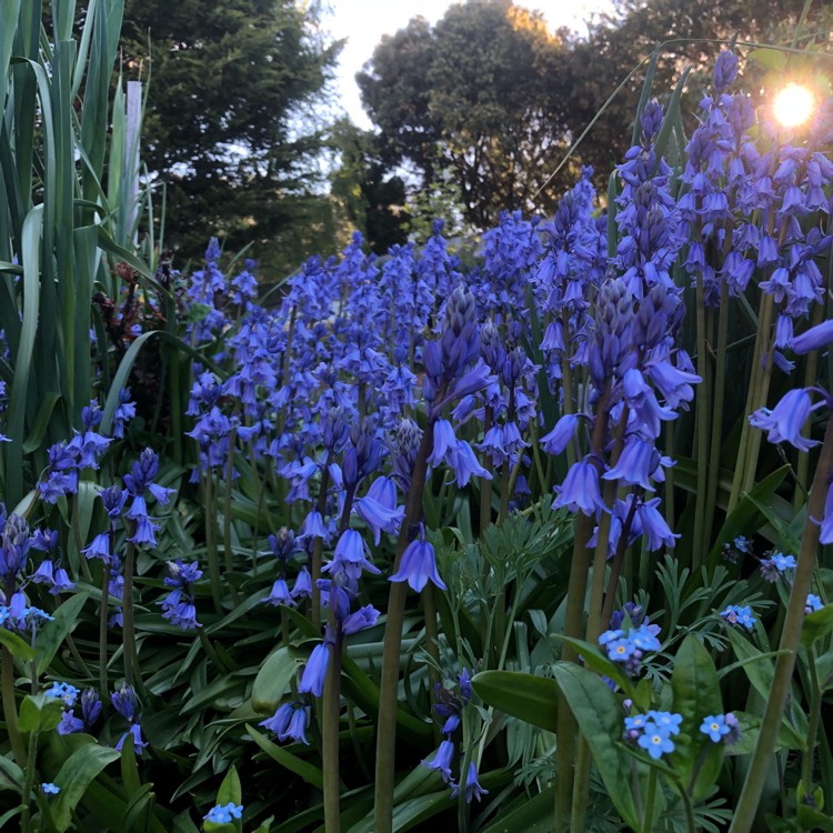 plant image 867162