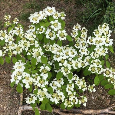 Viburnum plicatum f. tomentosum 'Mariesii' syn. Viburnum mariesii