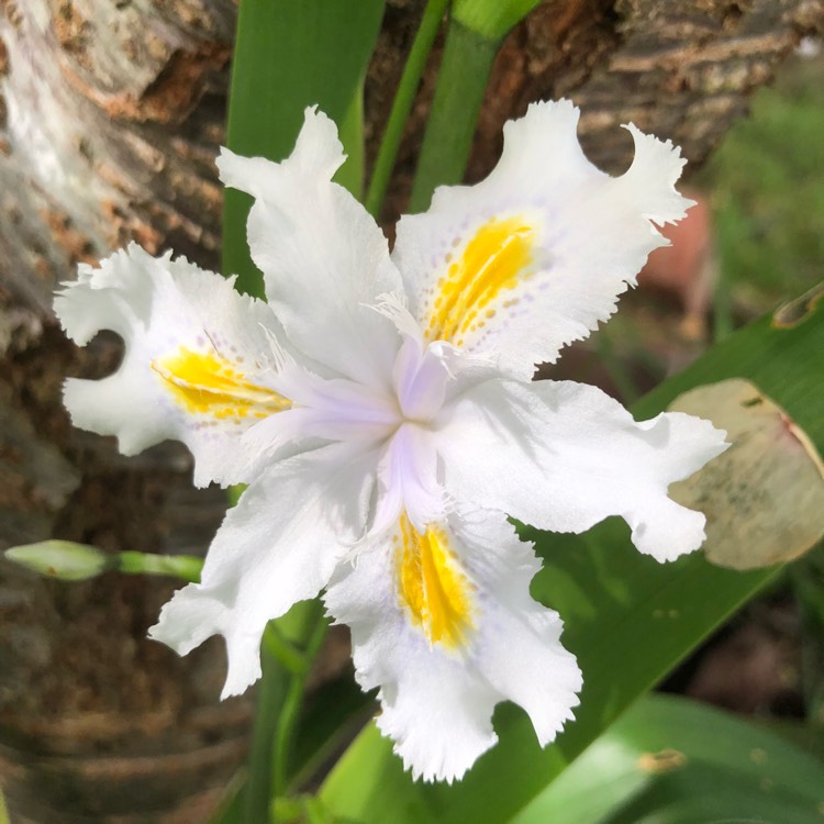 Plant image Iris Japonica 'Nada'