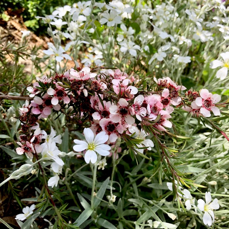 Plant image Leptospermum scoparium 'Pink Cascade'