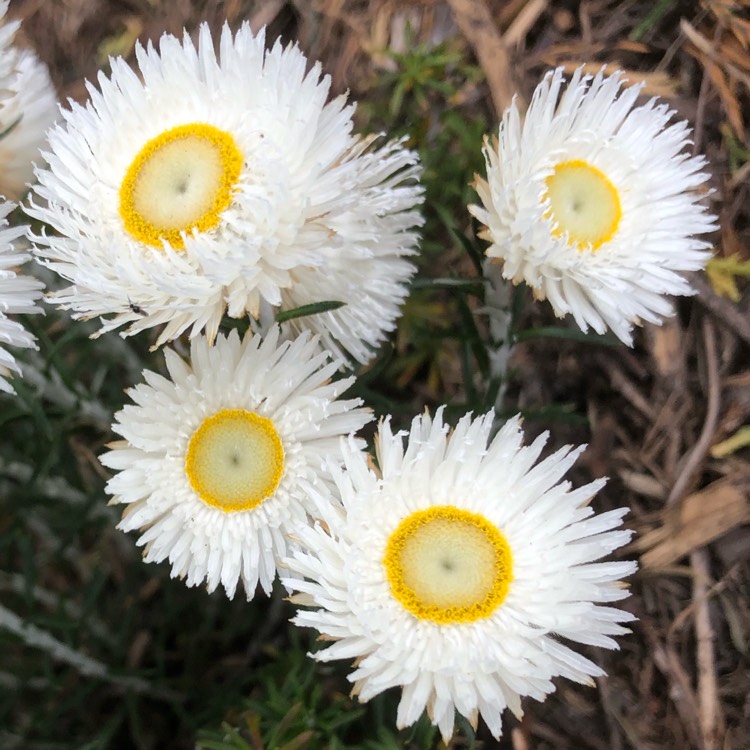 Plant image Chrysocephalum baxteri