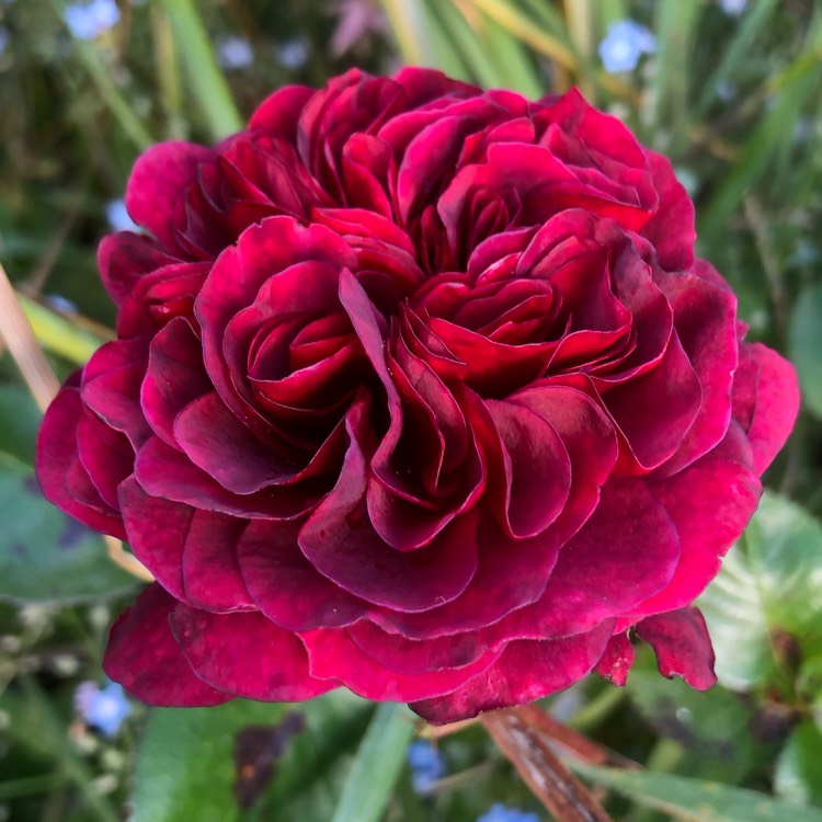 plant image 888281