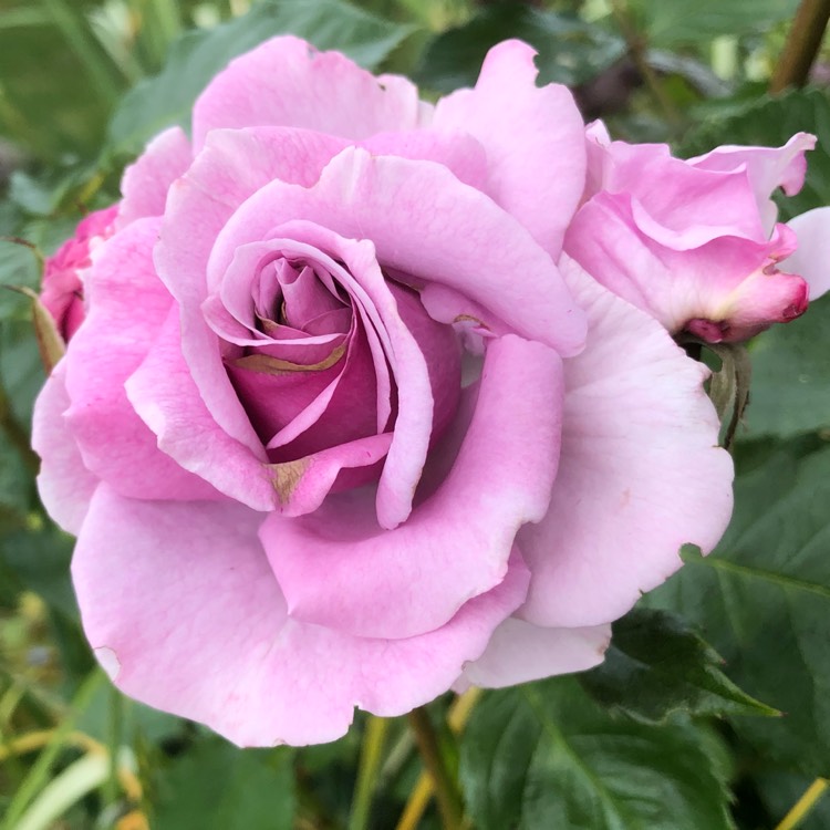 Plant image Rosa (Species)