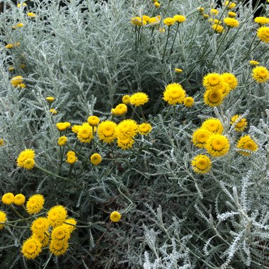 Santolina Champaecyparissus 'Nana'