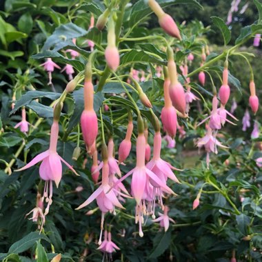 Fuchsia