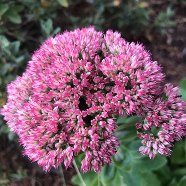 Hylotelephium 'Autumn Joy'