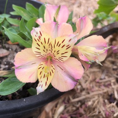 Peruvian Lily