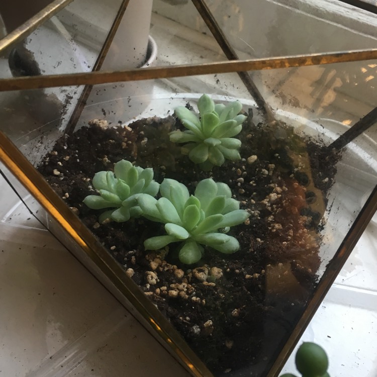 plant image 1003218