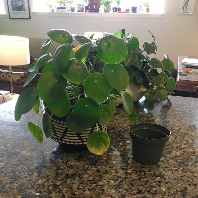 plant image 1011176