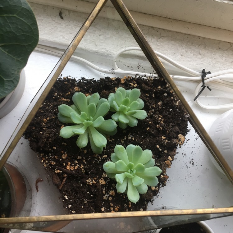 plant image 1013518