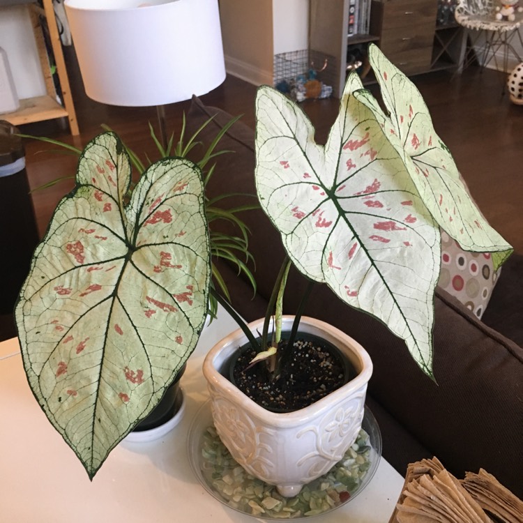 plant image 1073098