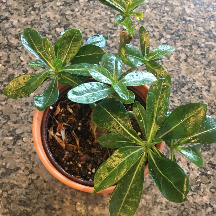 plant image 1078465