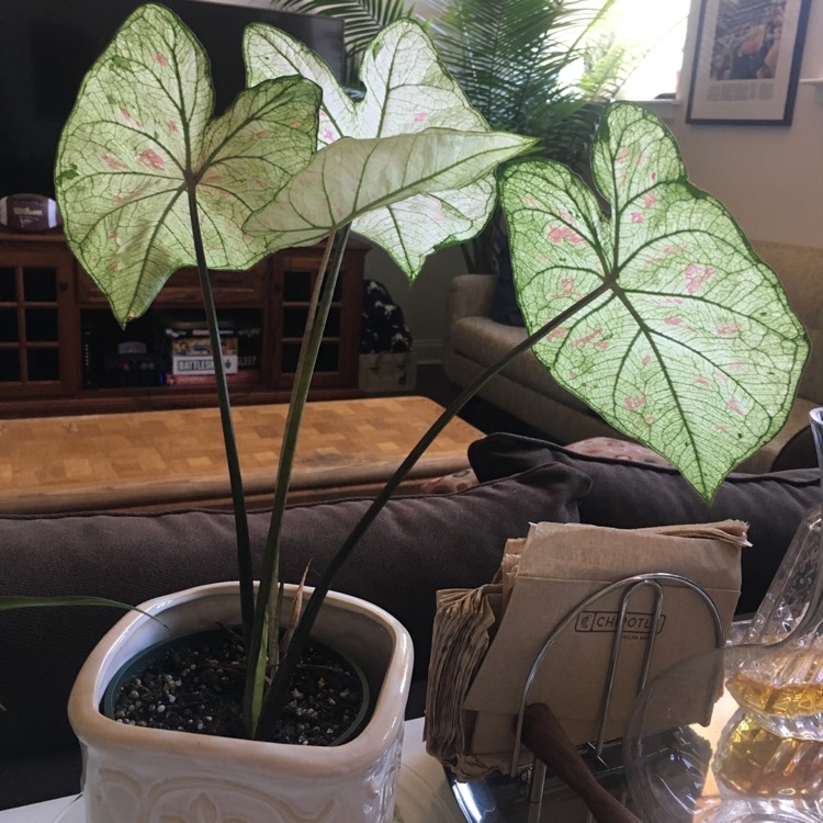 plant image 1078466