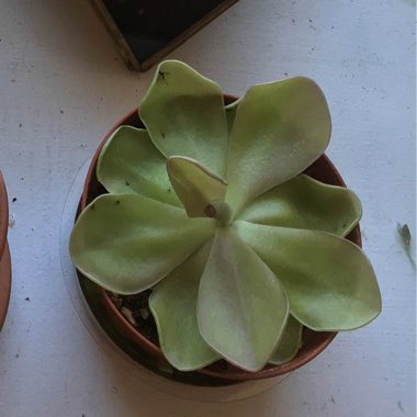Butterwort 'Agnata'