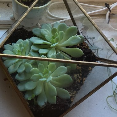 Echeveria 'Prolifica'
