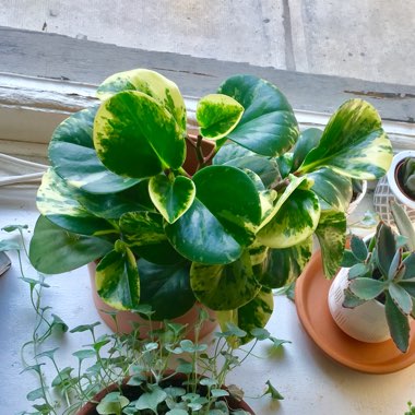 Baby Rubber Plant 'Variegata'