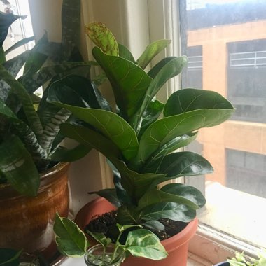 Fiddle Leaf Fig