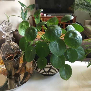 Chinese Money Plant