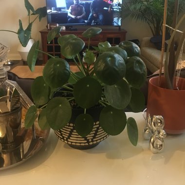 Chinese Money Plant