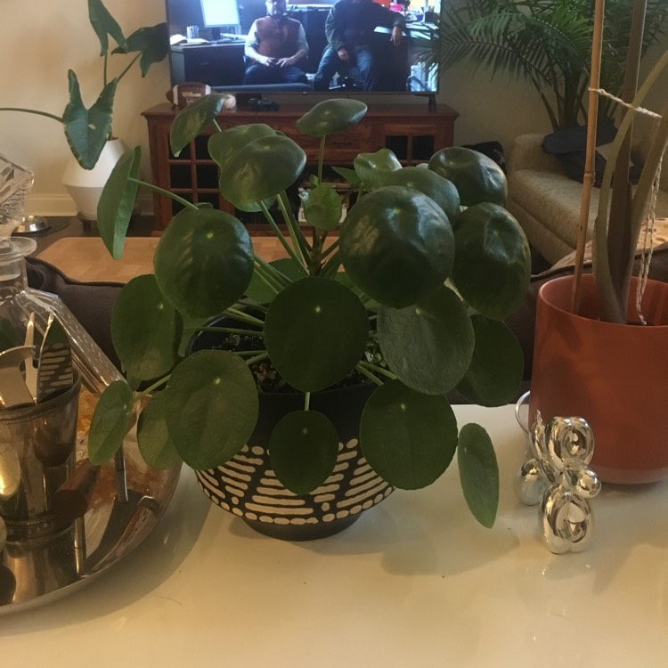 plant image 1090727